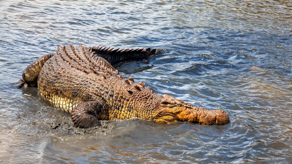 Fotograf zachytil obřího krokodýla, jak si pochutnává na žralokovi